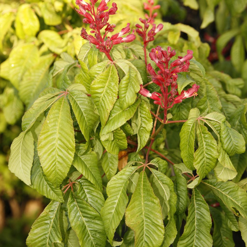 Hurmehevoskastanja Humilis
