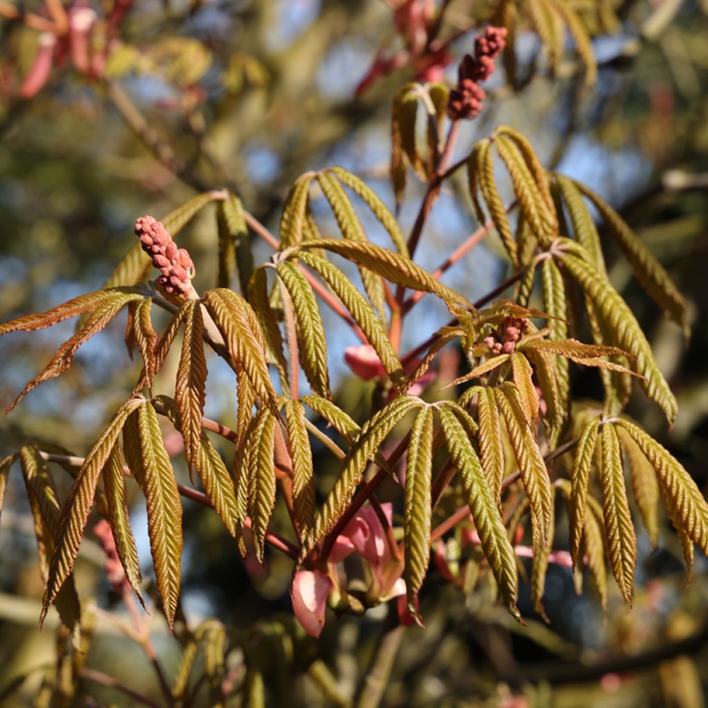 Hurmehevoskastanja Humilis