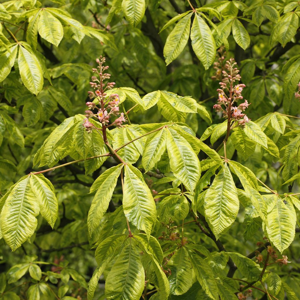 Punahevoskastanja Marginata
