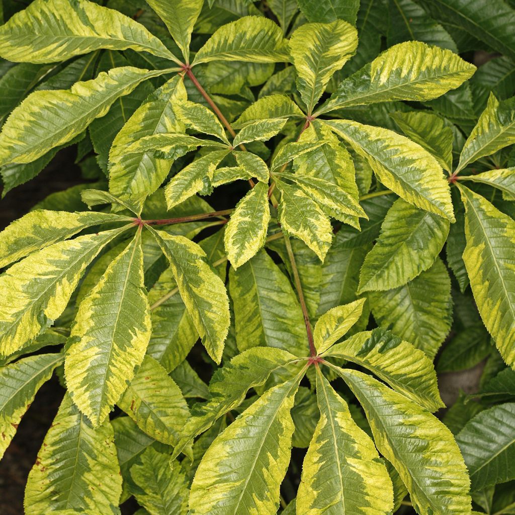 Punahevoskastanja Marginata