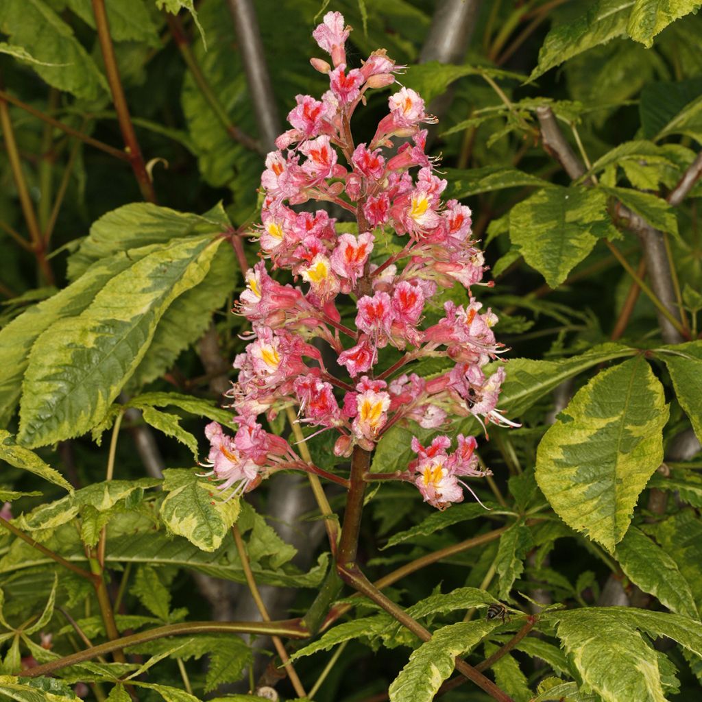 Punahevoskastanja Marginata