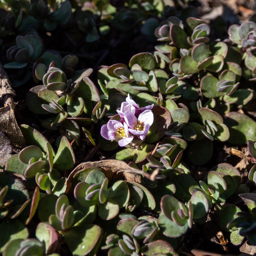 Kalliolituki - Aethionema oppositifolium