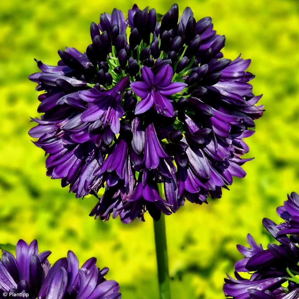 Sinisarja Black Jack