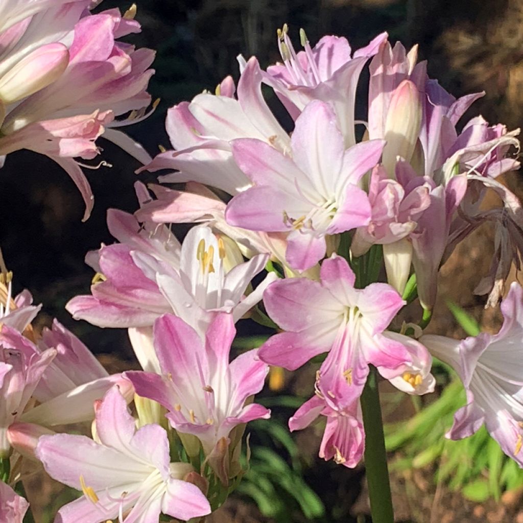 Sinisarja Blush Pink