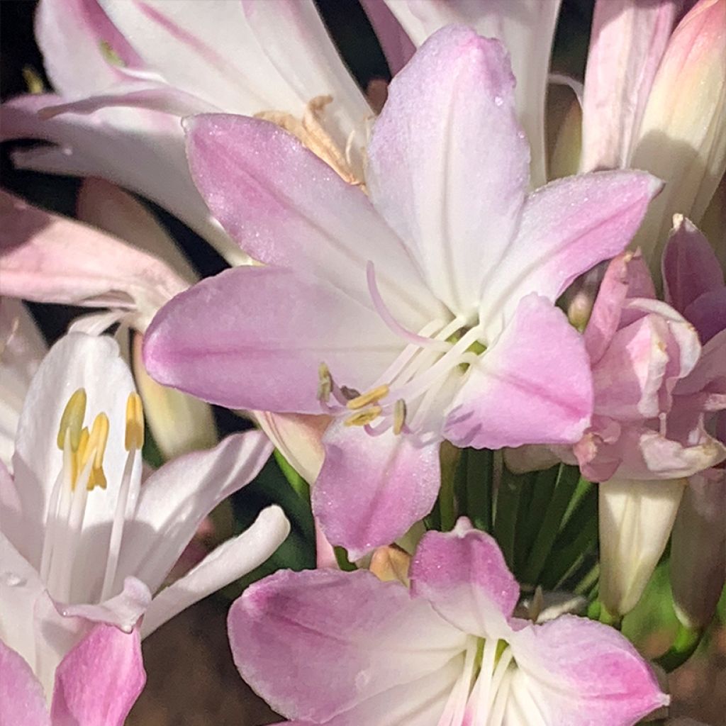 Sinisarja Blush Pink