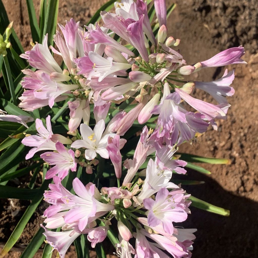 Sinisarja Blush Pink