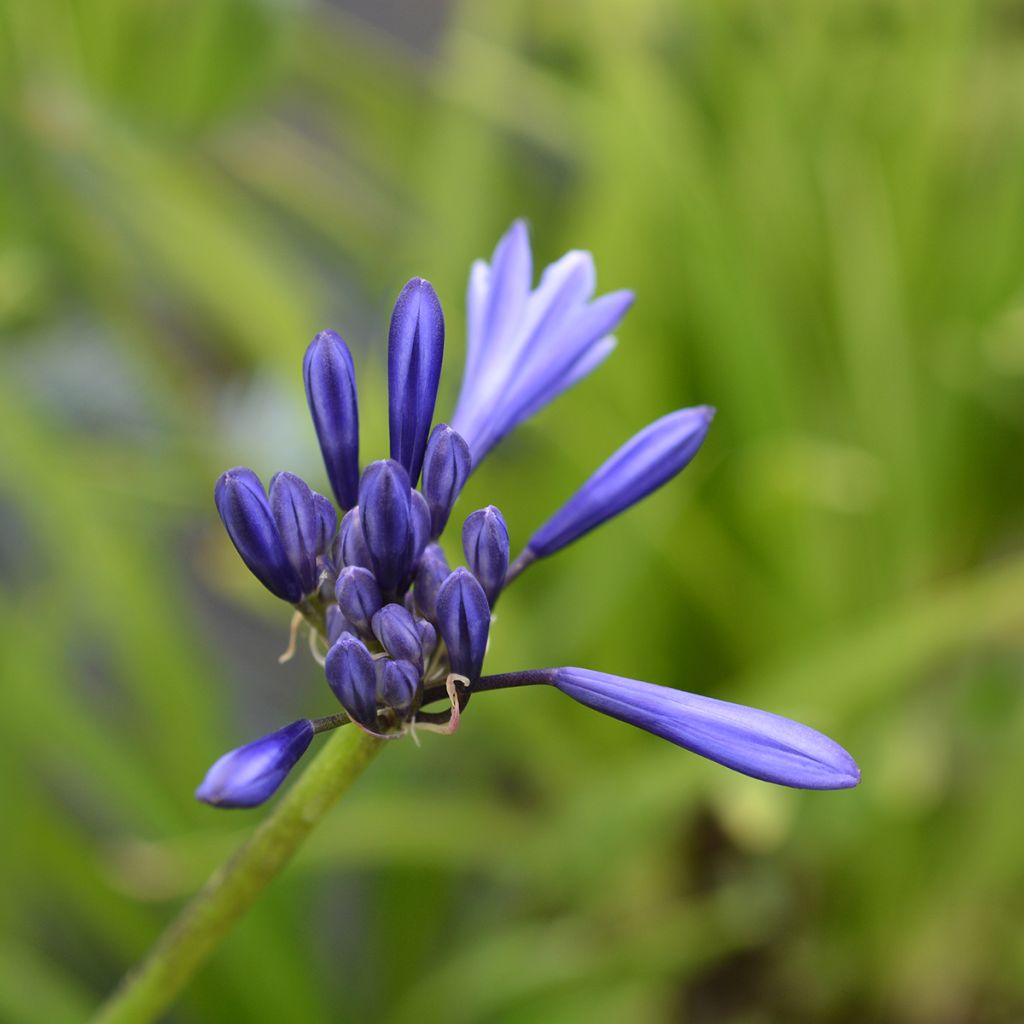 Sinisarja Northern Star