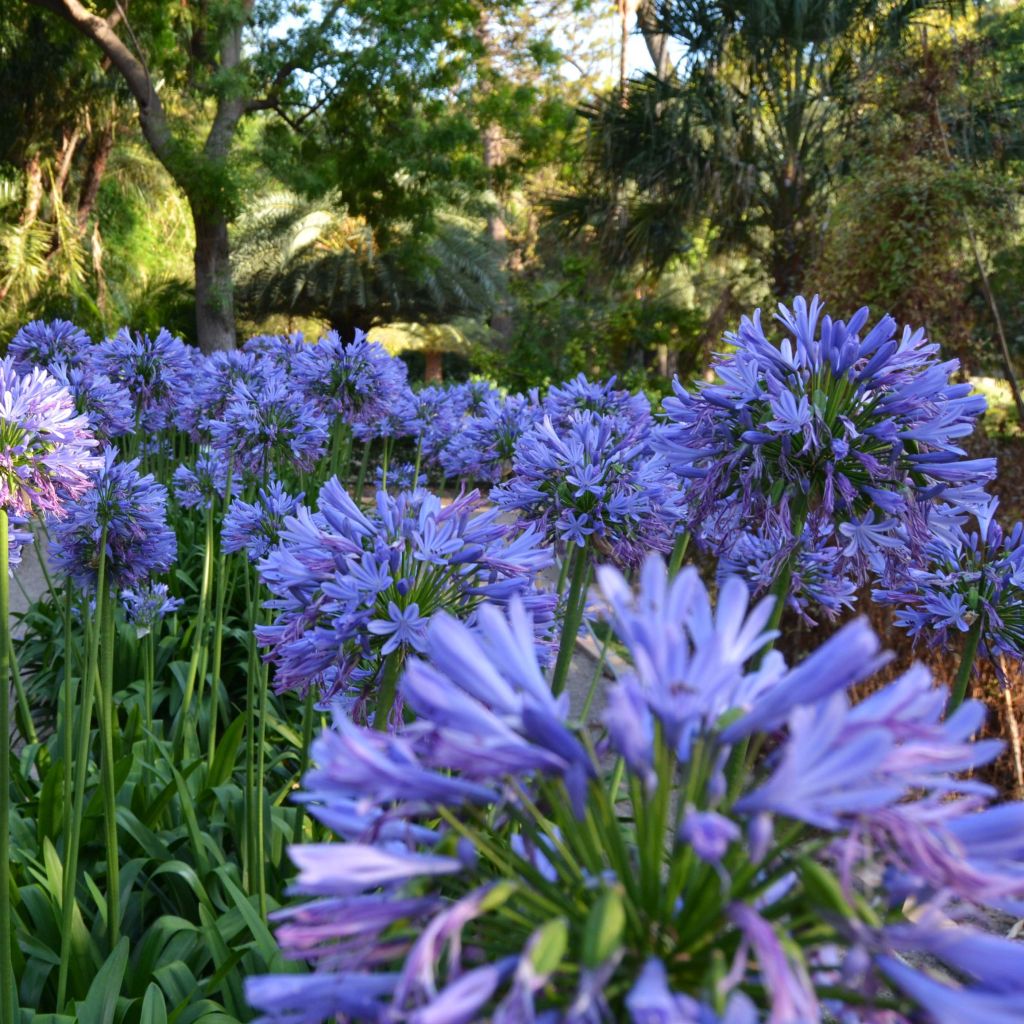 Sinisarja - Agapanthus umbellatus