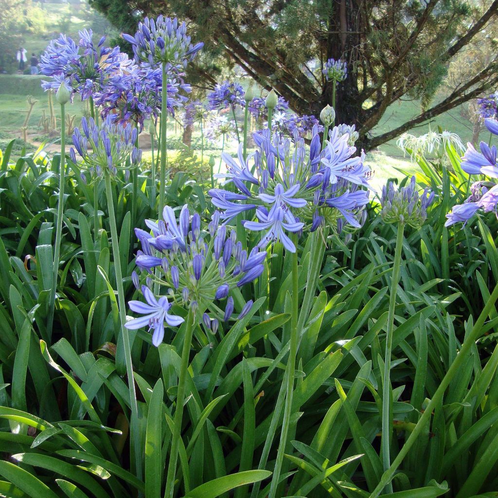 Sinisarja - Agapanthus umbellatus