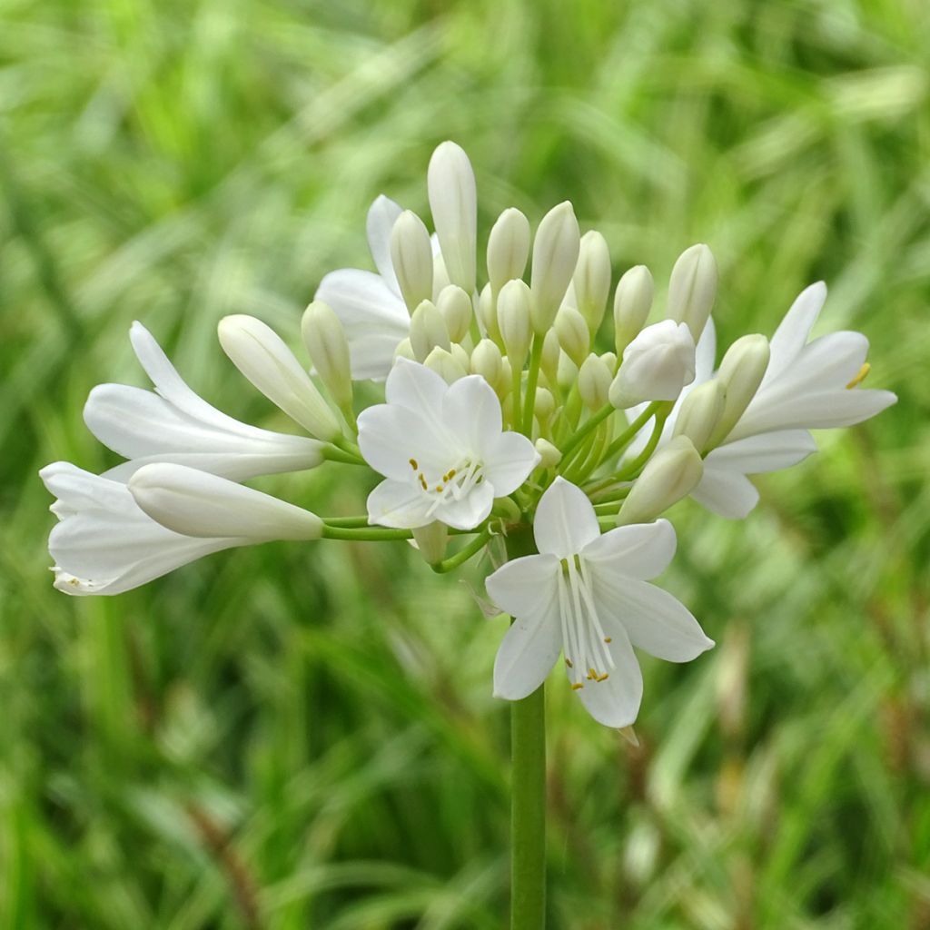 Sinisarja Ever White