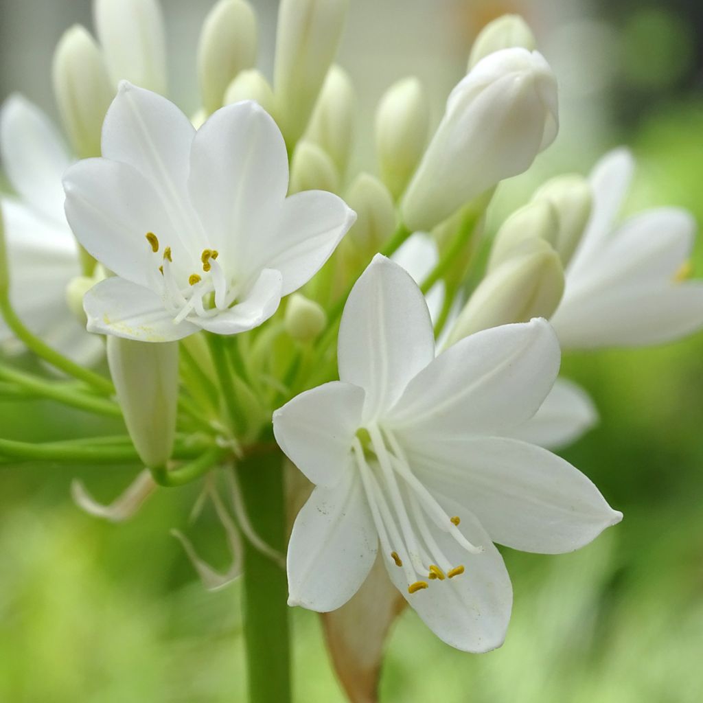 Sinisarja Ever White
