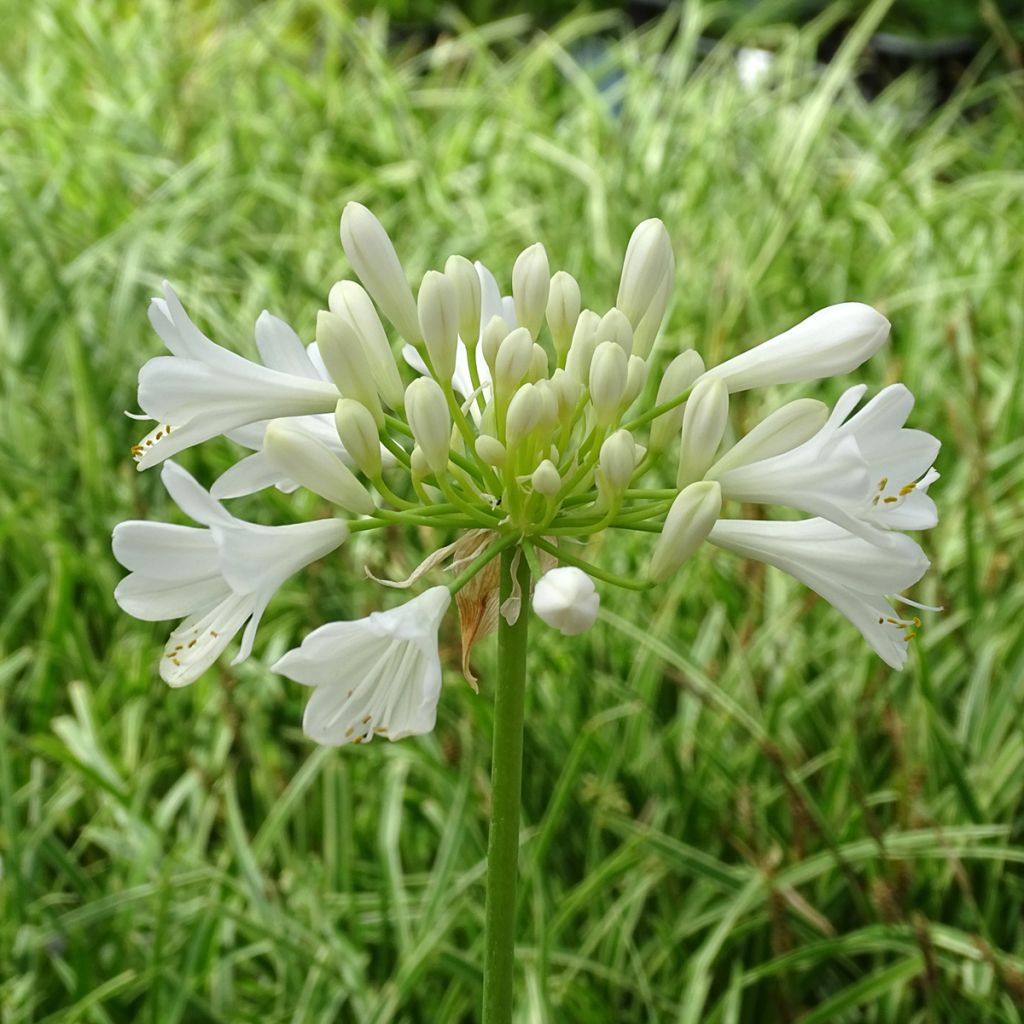 Sinisarja Ever White