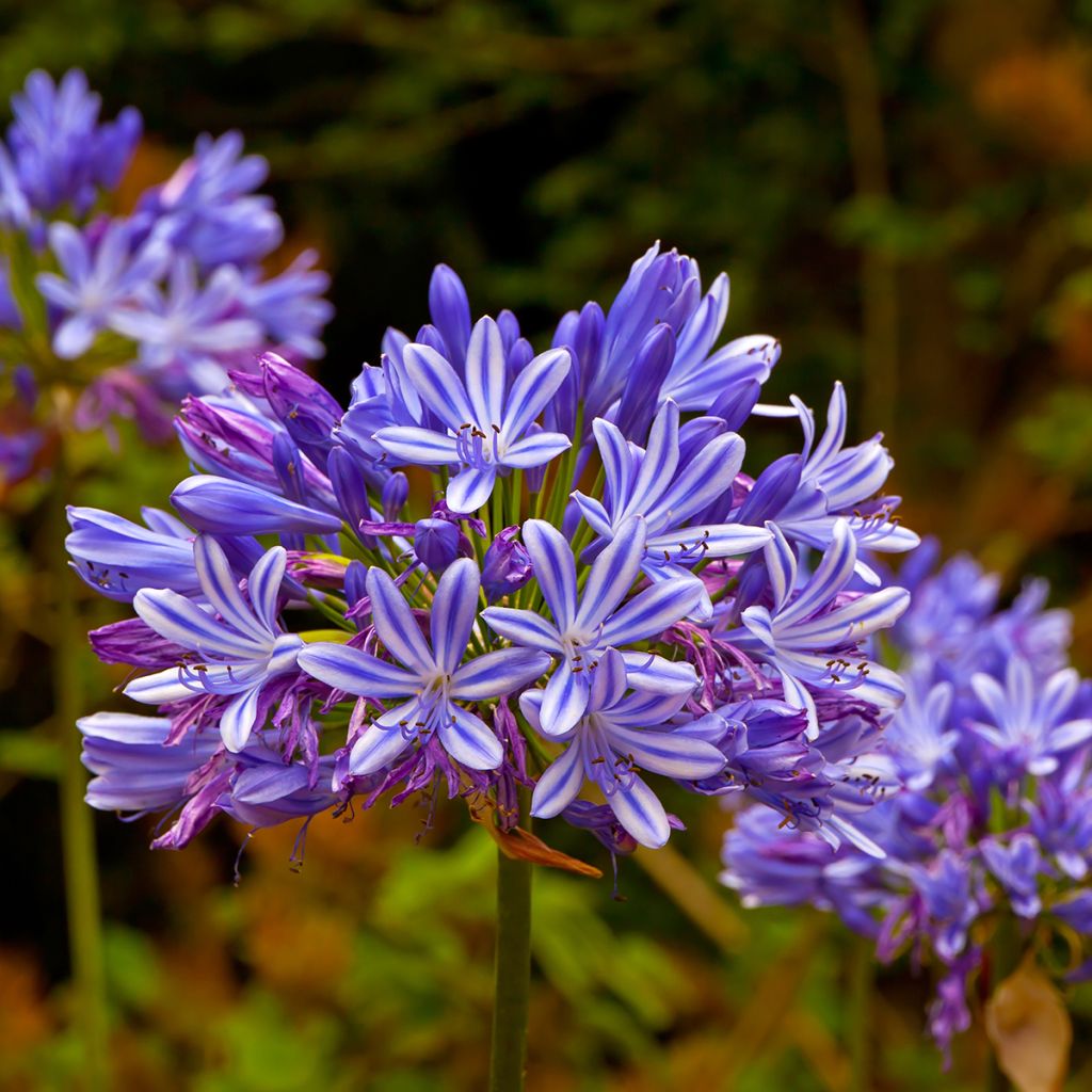 Sinisarja - Agapanthus umbellatus
