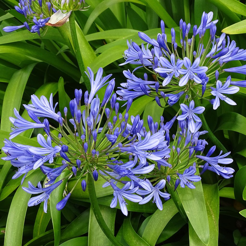 Sinisarja - Agapanthus umbellatus