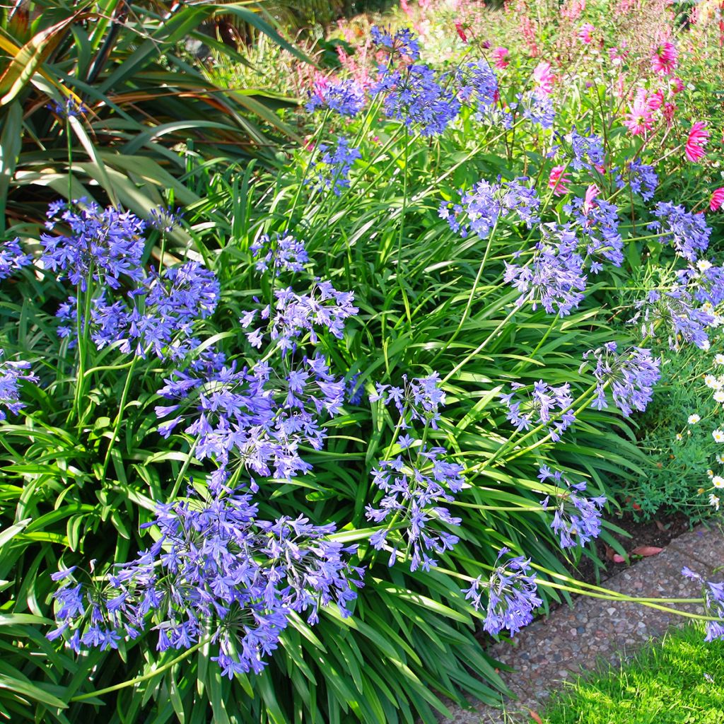 Sinisarja - Agapanthus umbellatus