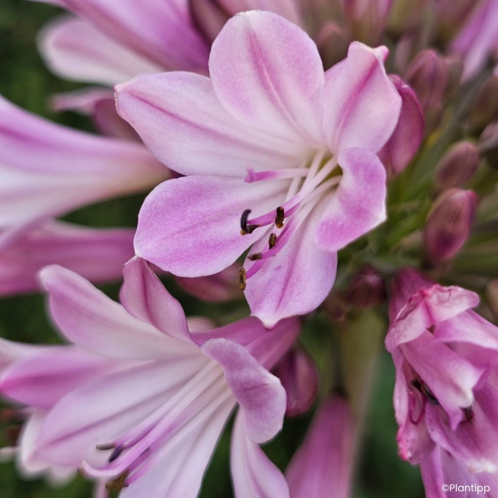 Sinisarja Poppin' Pink