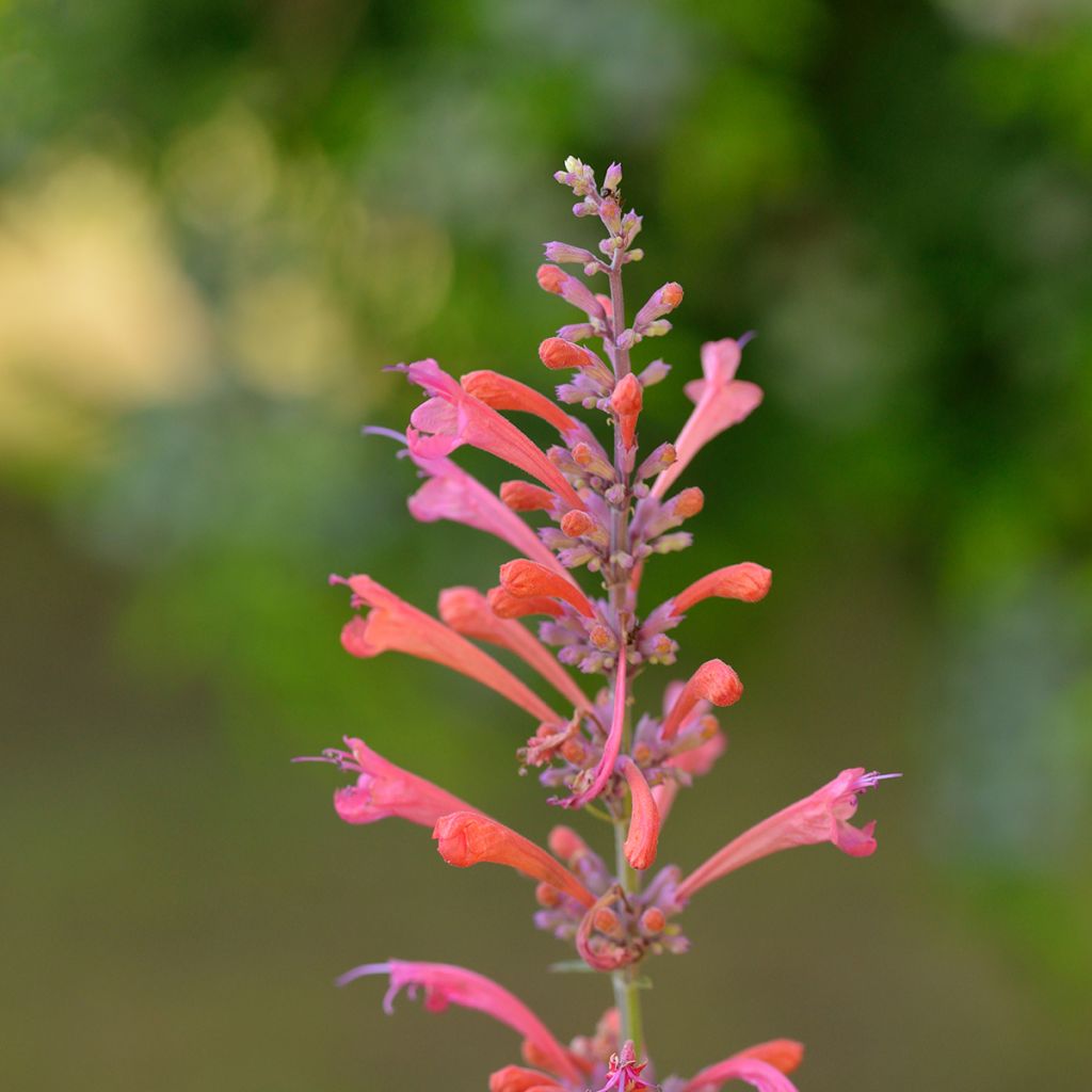 Iiso Kudo's Coral