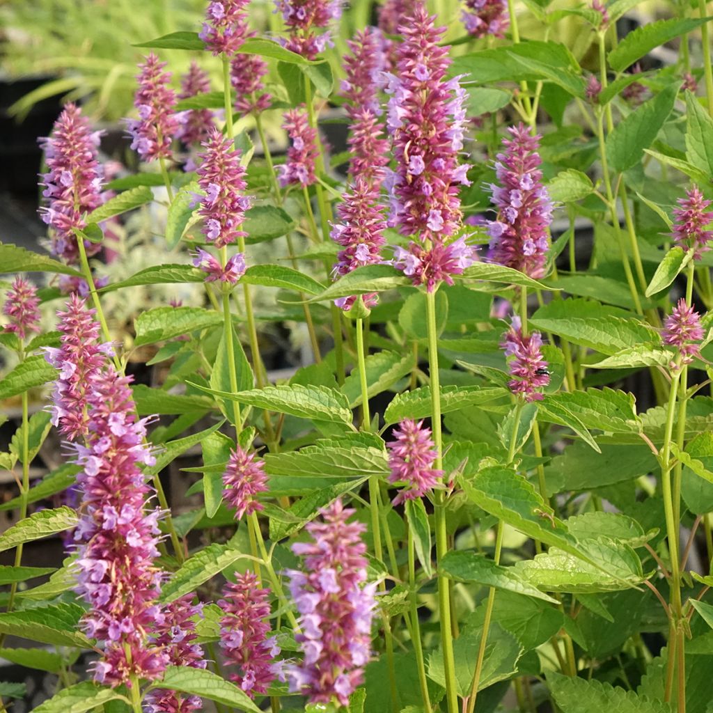 Iiso Beelicious Purple