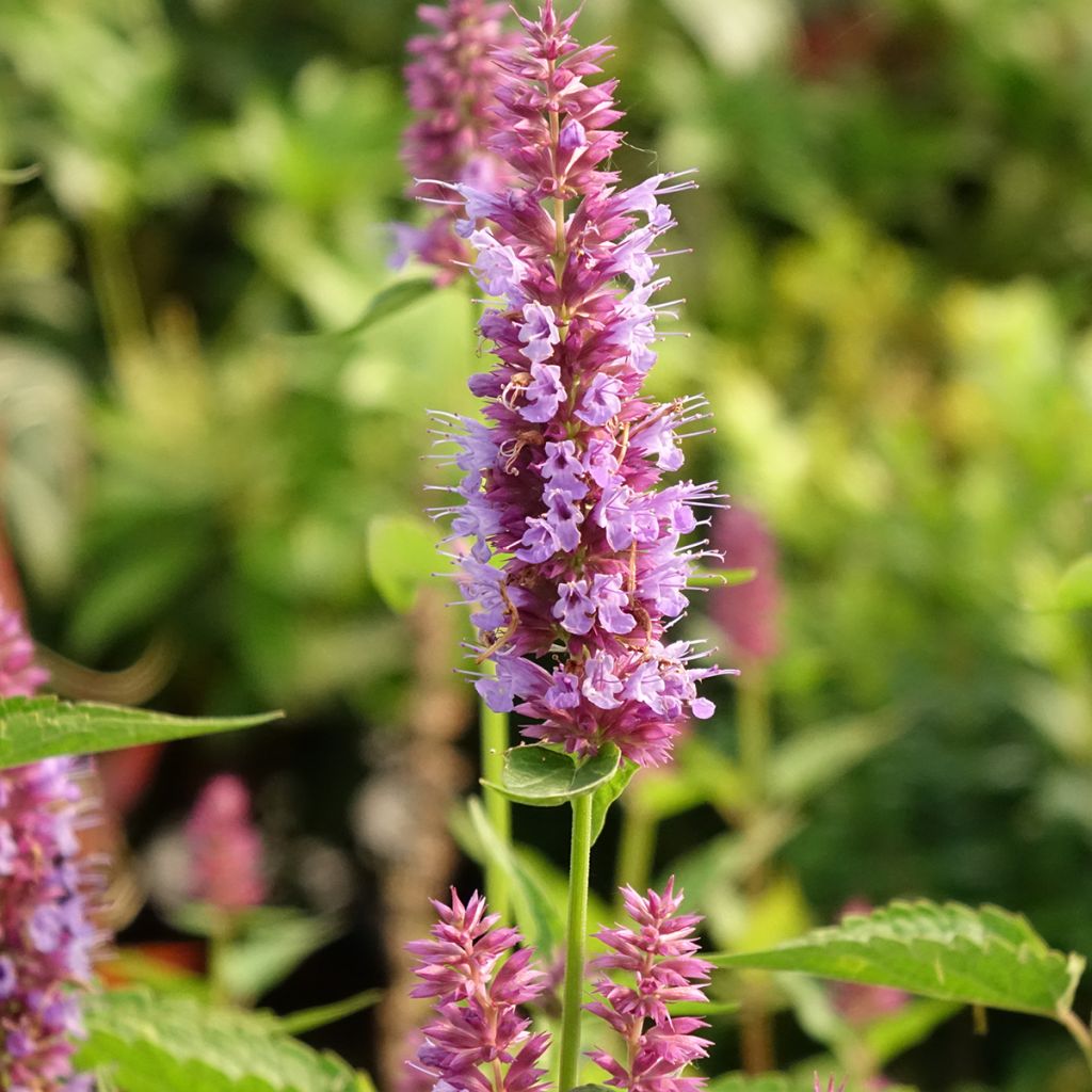 Iiso Beelicious Purple