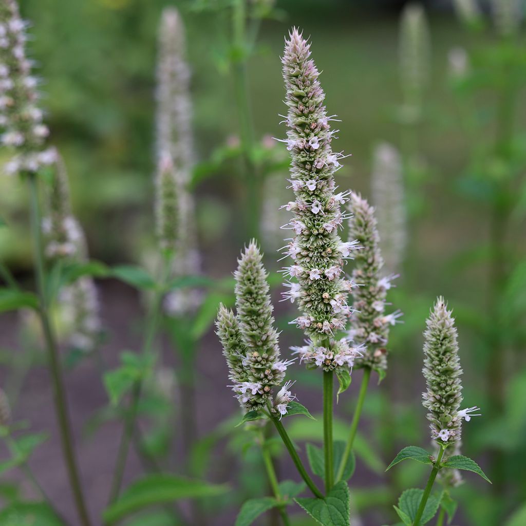 Iiso - Agastache nepetoides