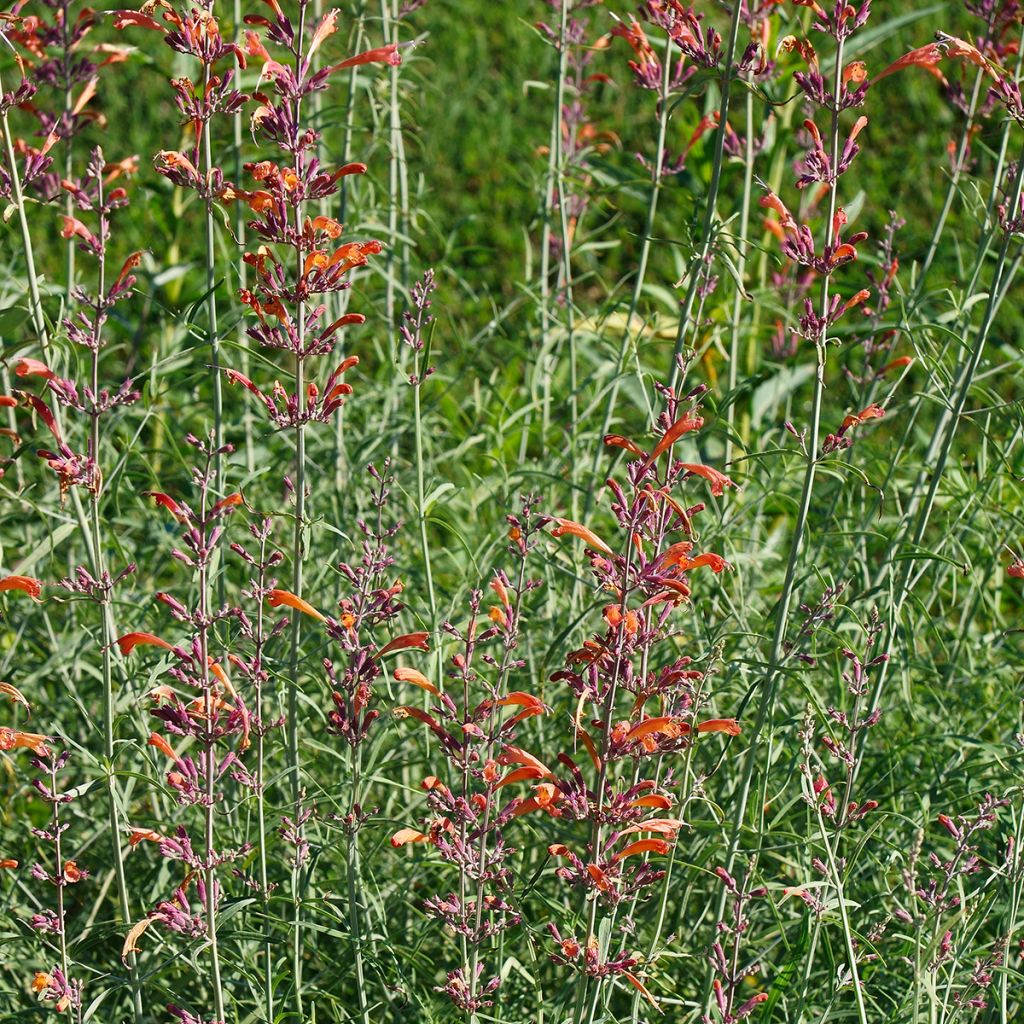Iiso - Agastache rupestris