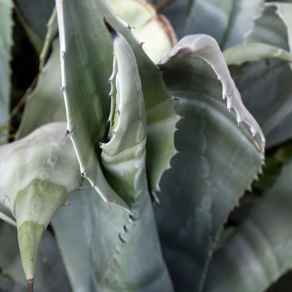 Jättiagaave - Agave americana