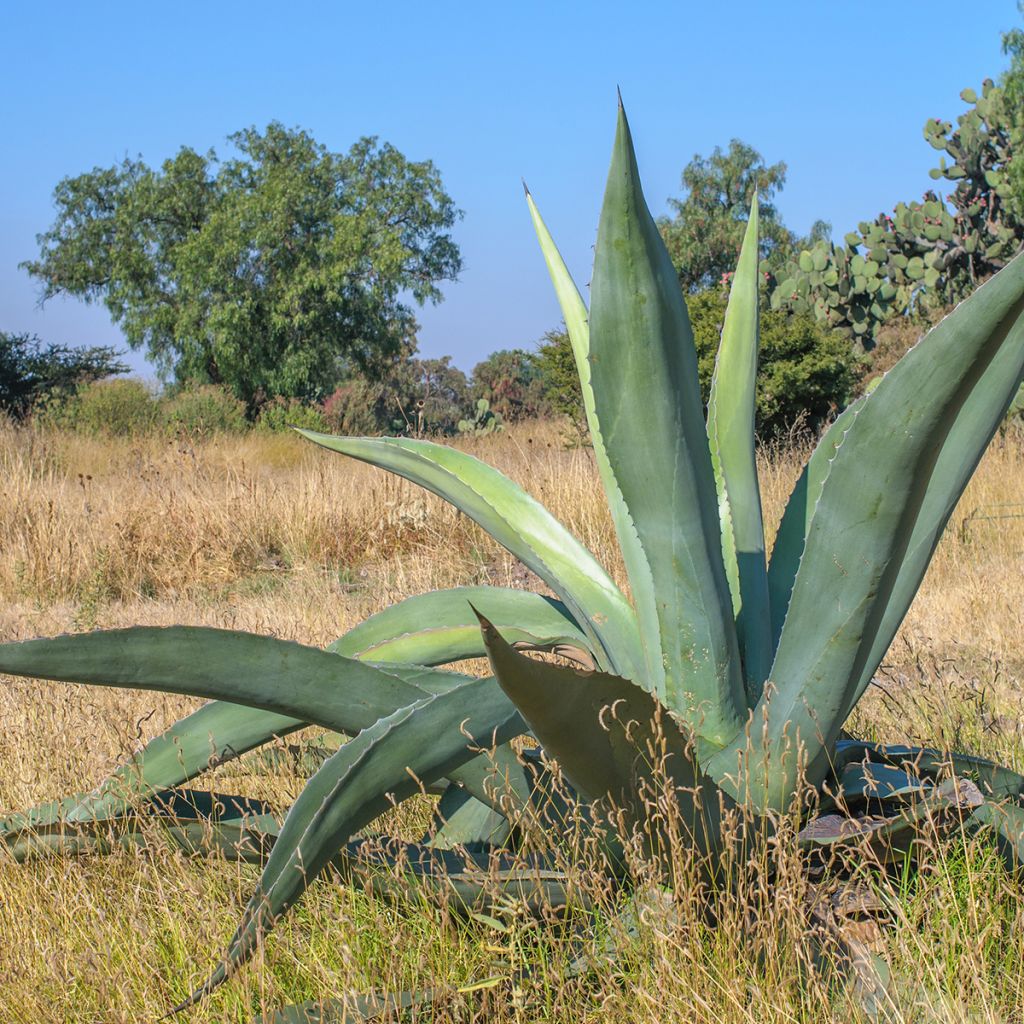 Jättiagaave - Agave americana
