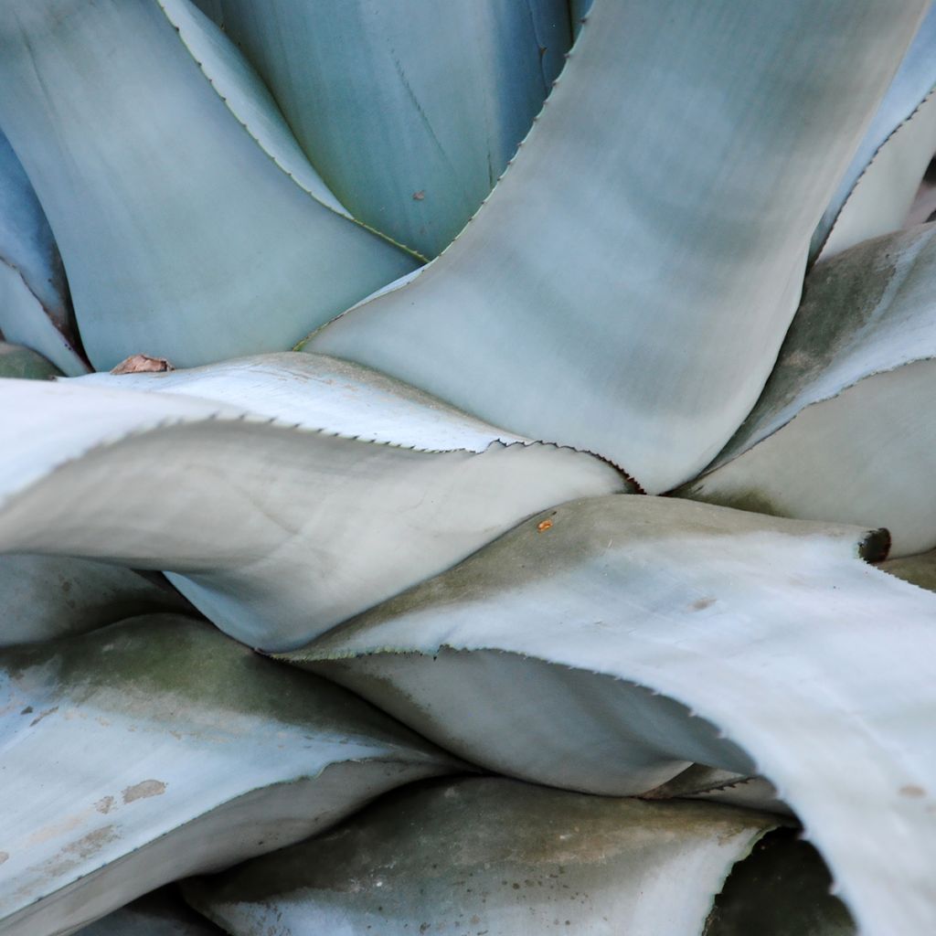 Jättiagaave - Agave americana