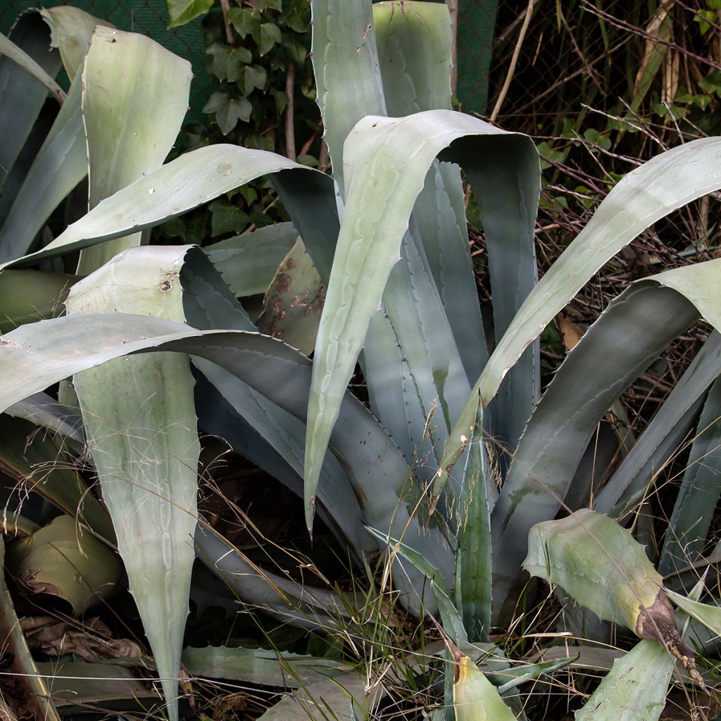 Jättiagaave - Agave americana