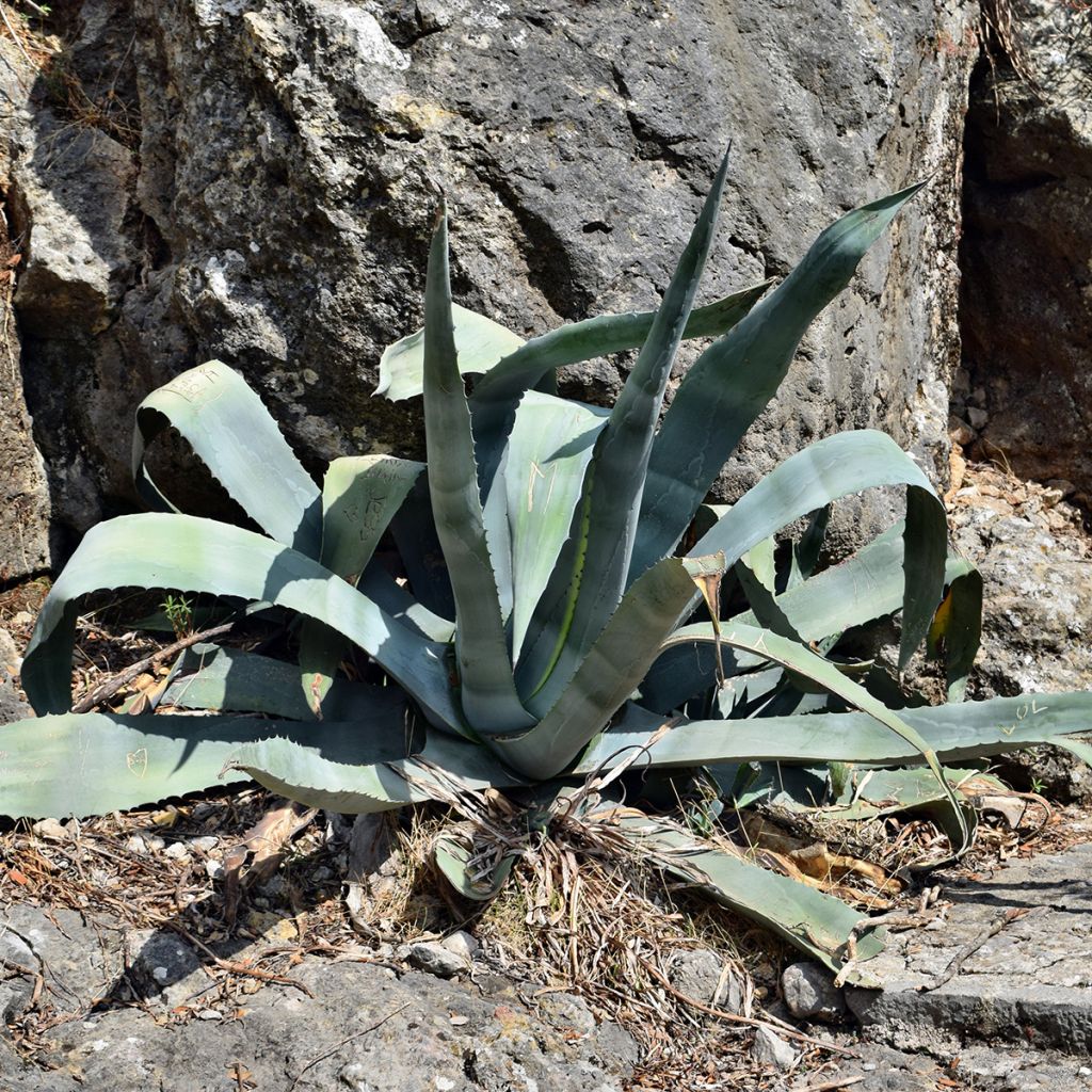 Jättiagaave - Agave americana