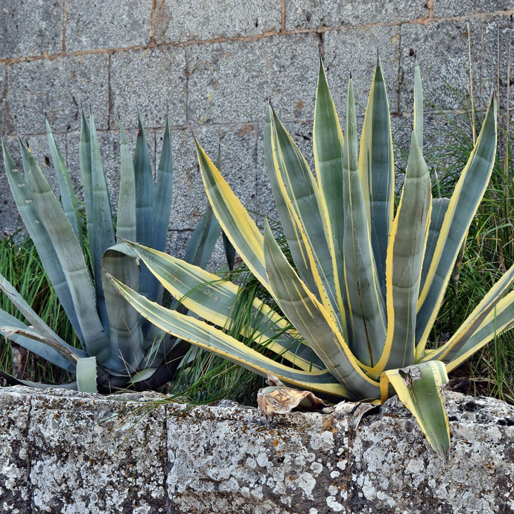Jättiagaave Variegata