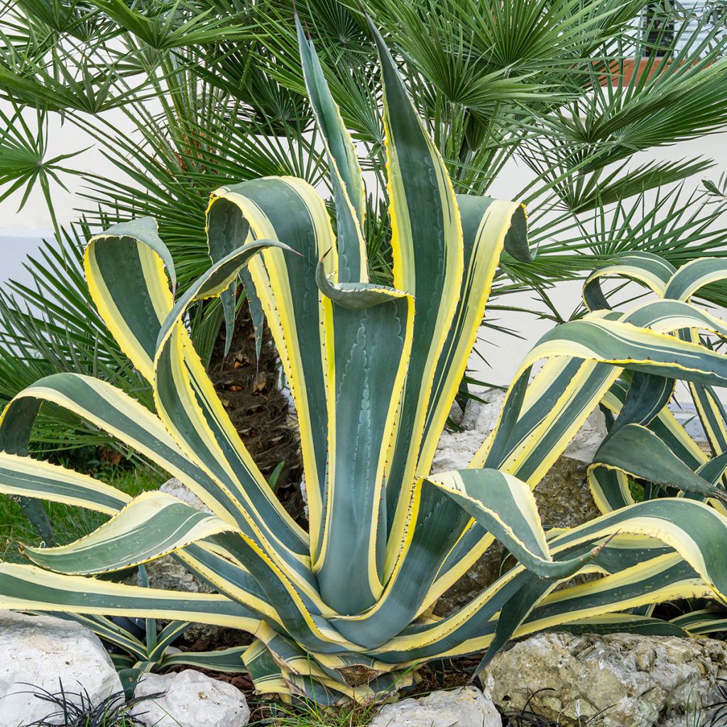 Jättiagaave Variegata