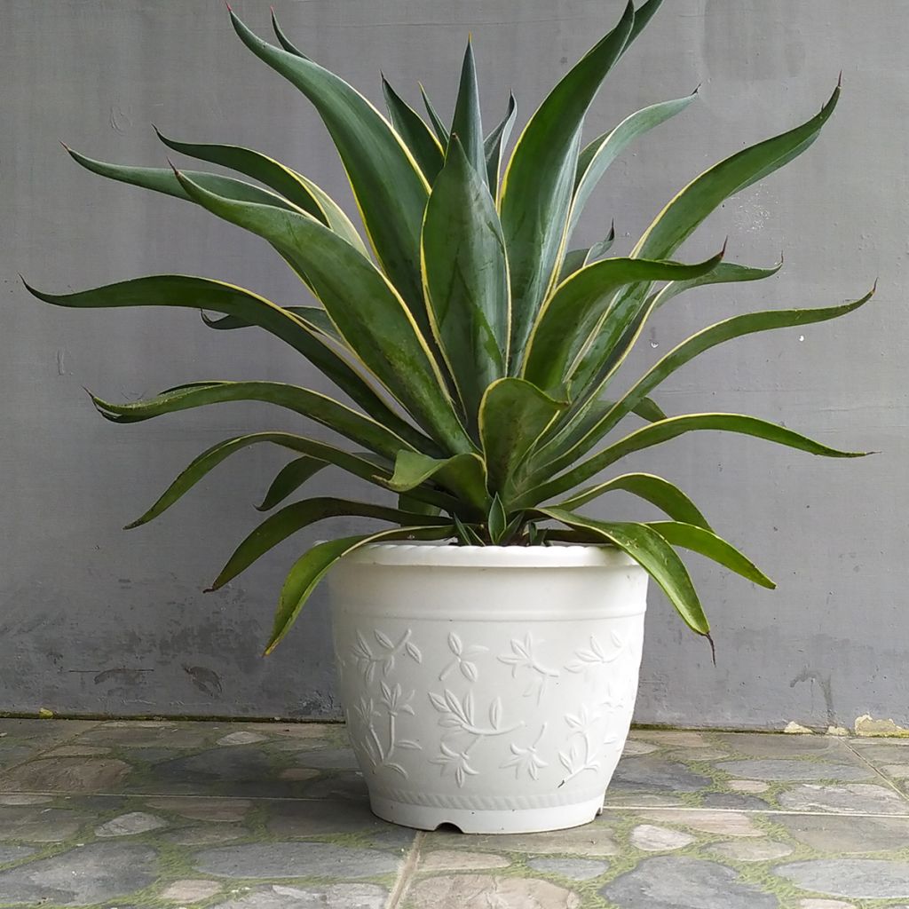 Jättiagaave Variegata