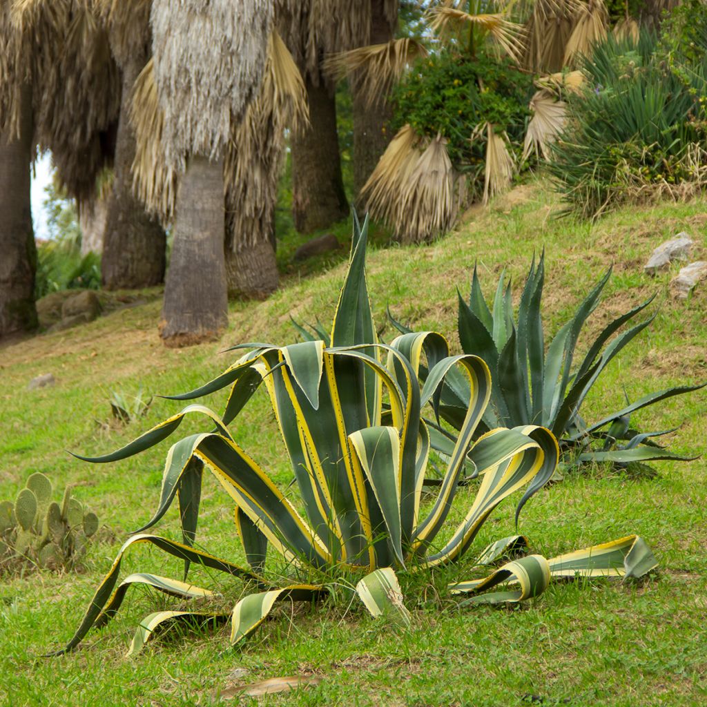 Jättiagaave Variegata