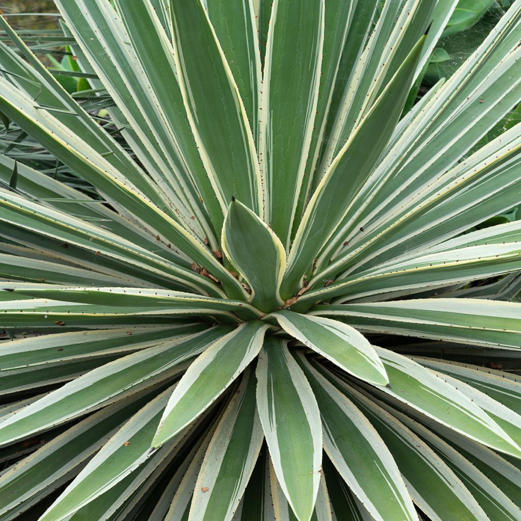 Raita-agaave Marginata