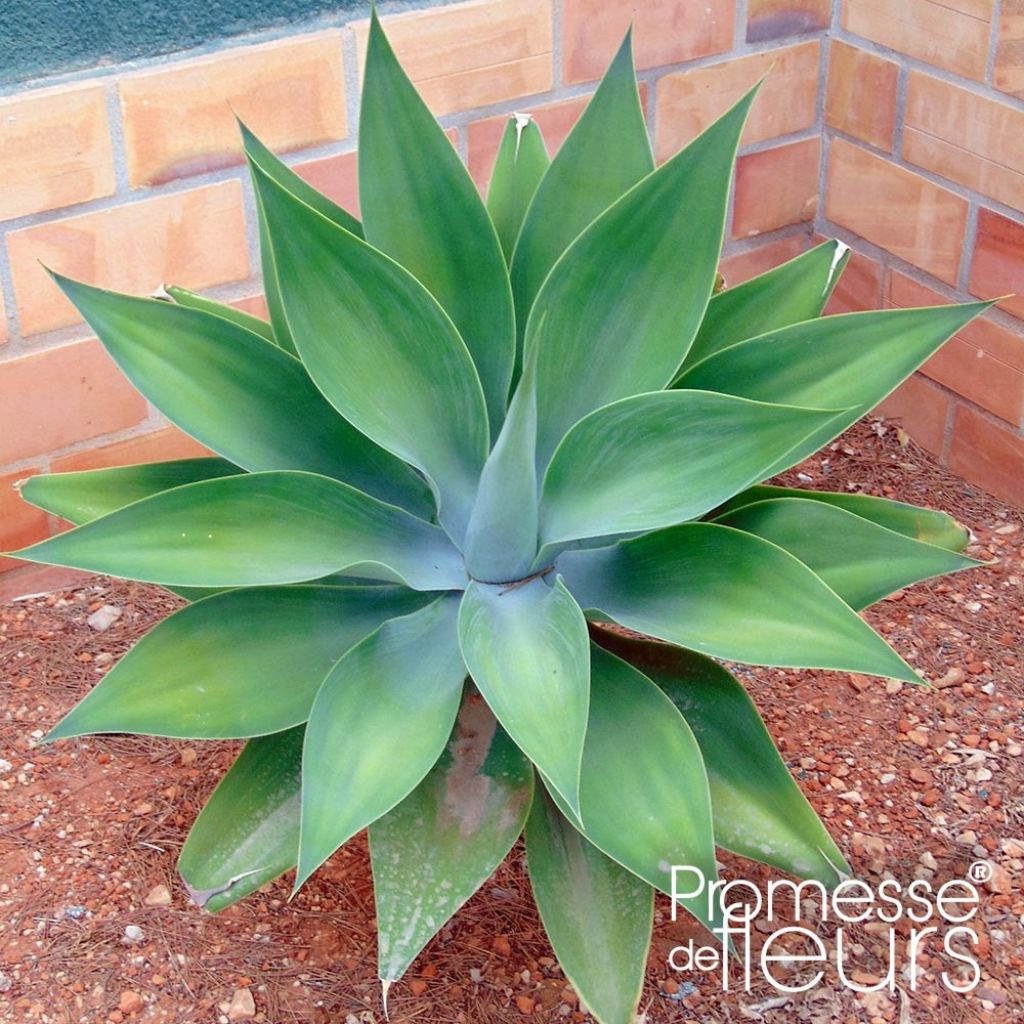 Tähkäagaave - Agave attenuata