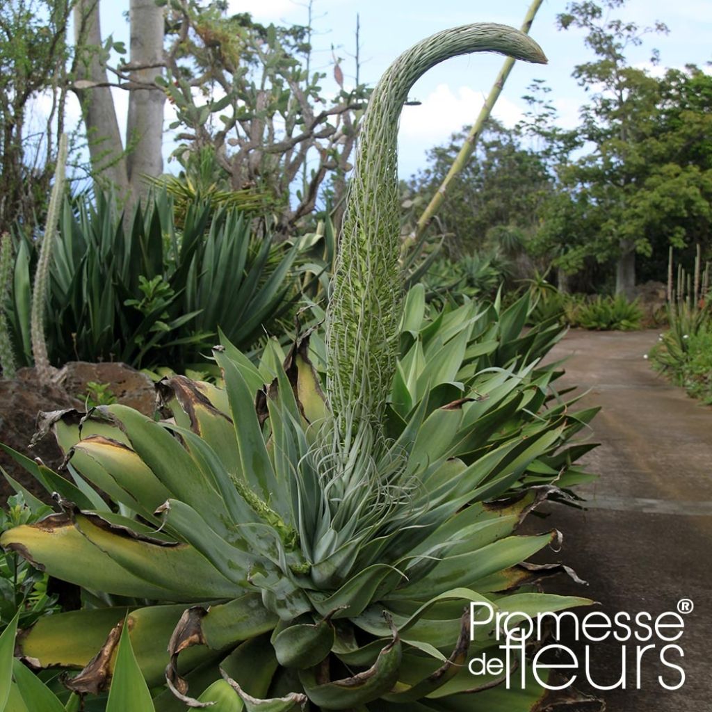 Tähkäagaave - Agave attenuata