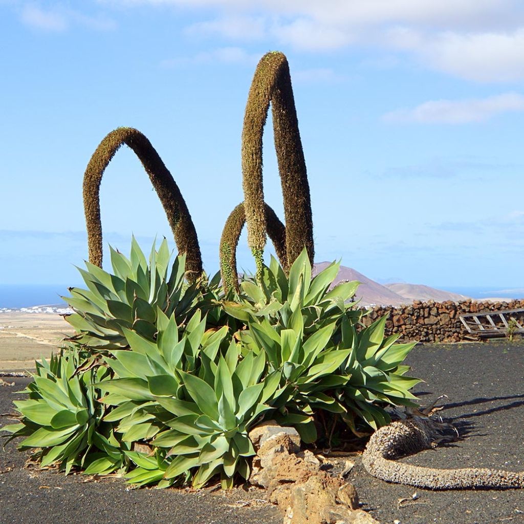 Tähkäagaave - Agave attenuata