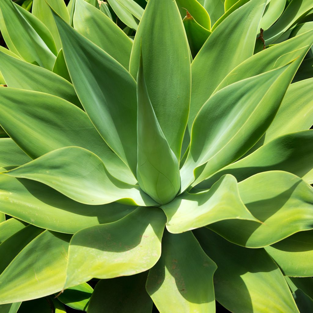 Tähkäagaave - Agave attenuata
