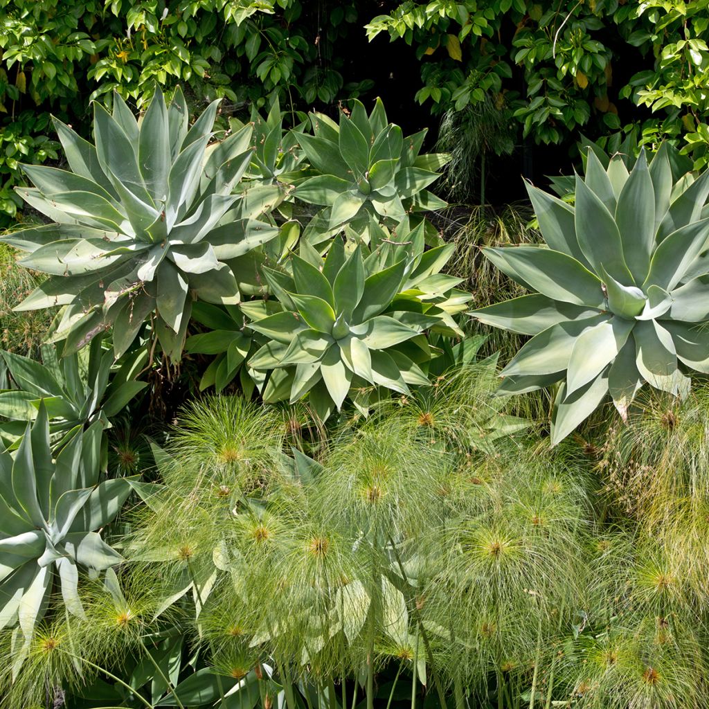 Tähkäagaave - Agave attenuata