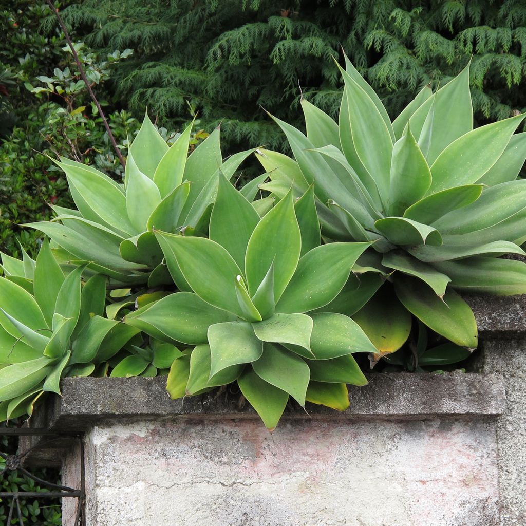 Tähkäagaave - Agave attenuata