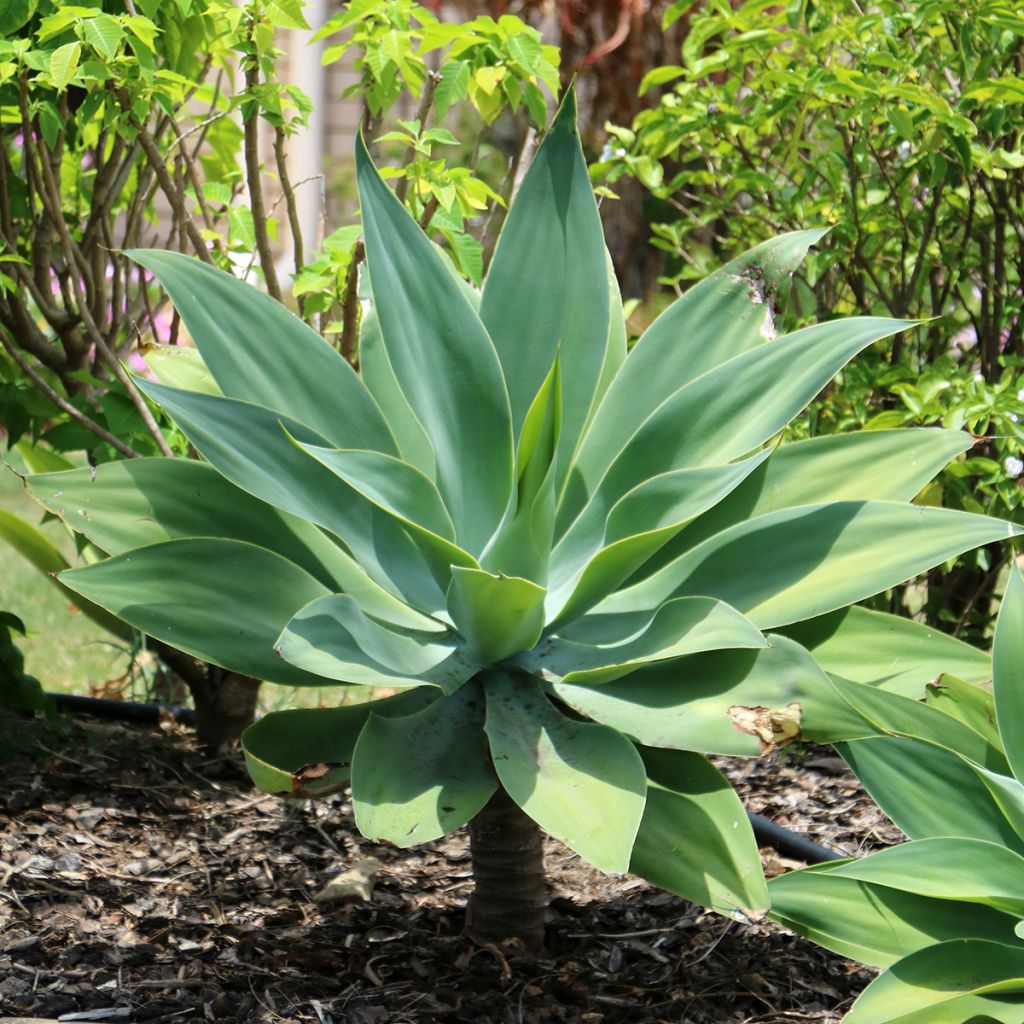 Tähkäagaave - Agave attenuata
