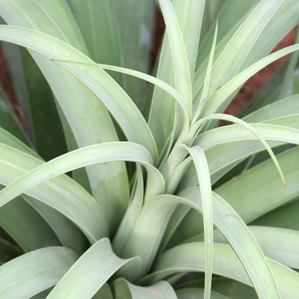 Agaave - Agave bracteosa