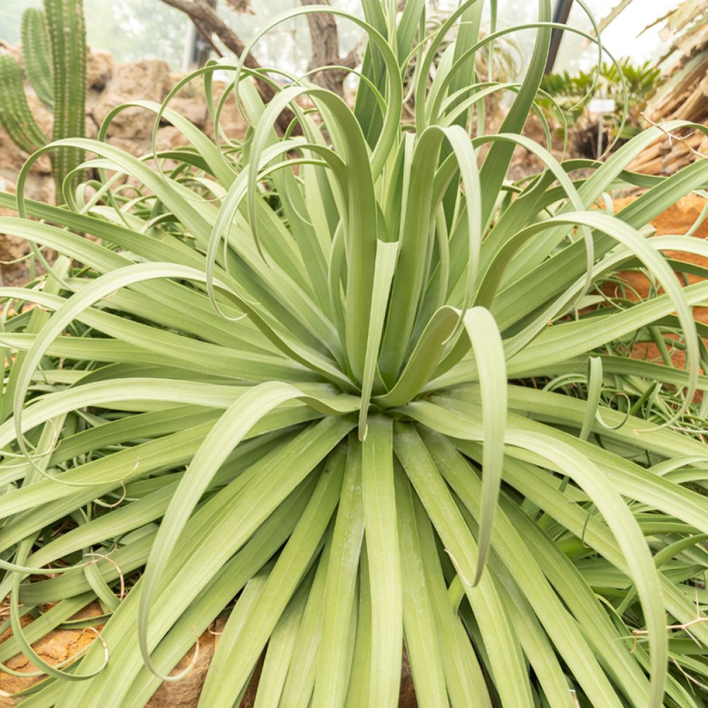 Agaave - Agave bracteosa