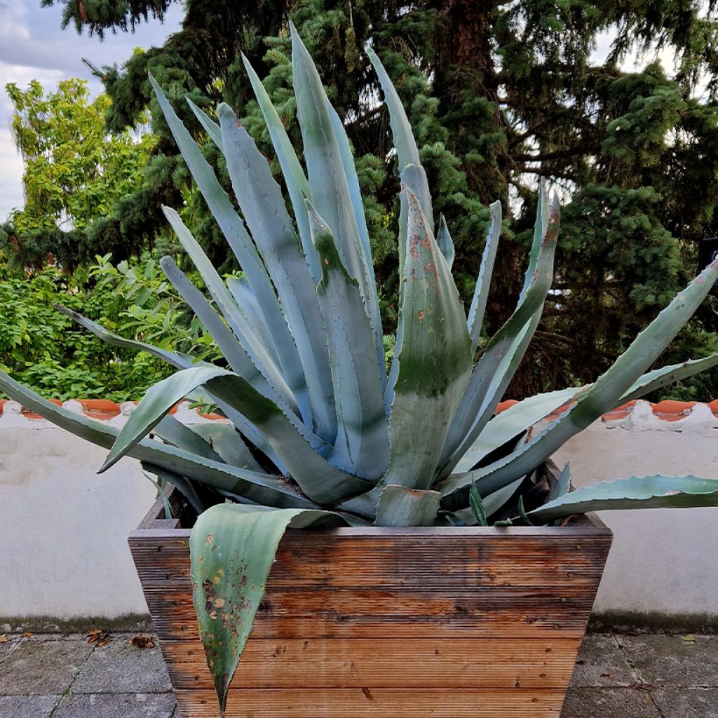 Agaave - Agave chrysantha