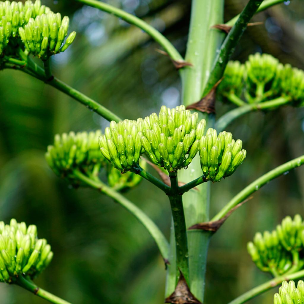 Agaave - Agave chrysantha