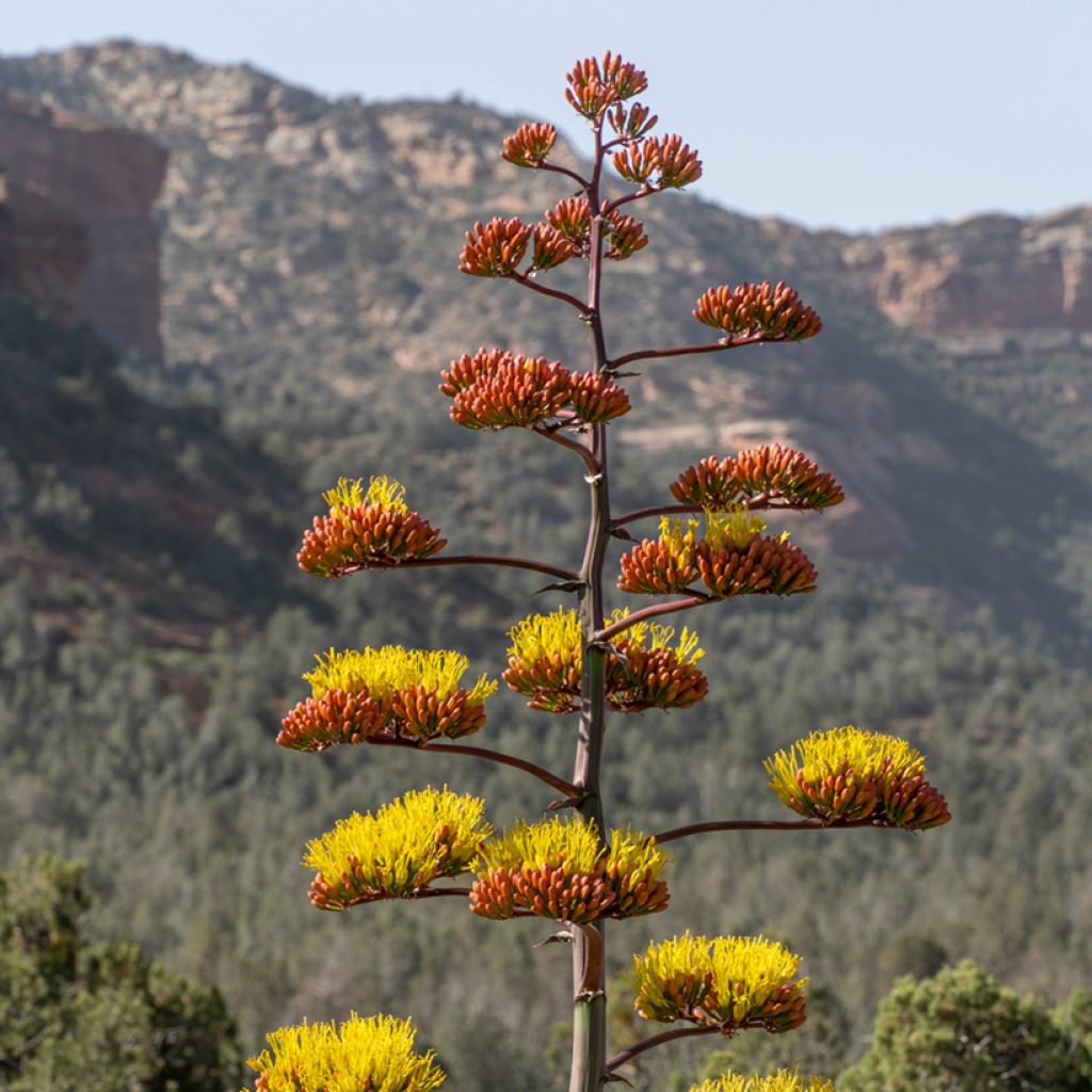 Agaave - Agave chrysantha