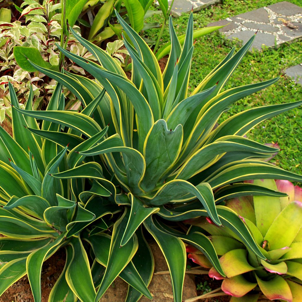 Agaave Variegata