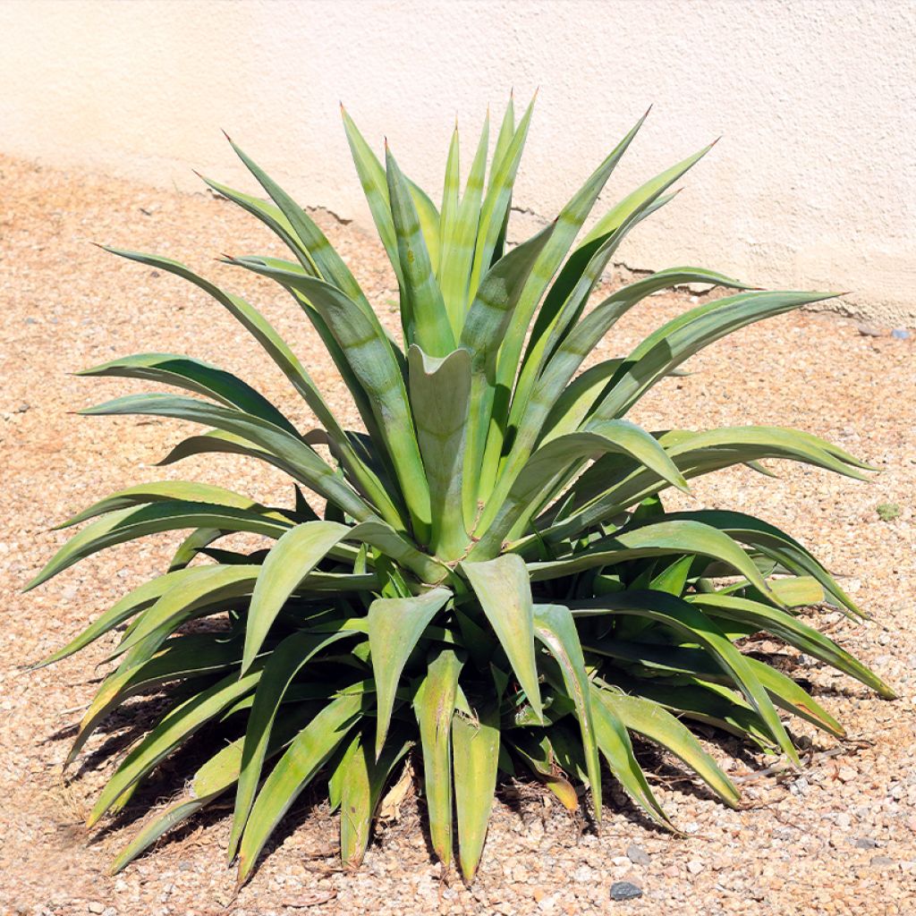 Agaave - Agave desmetiana
