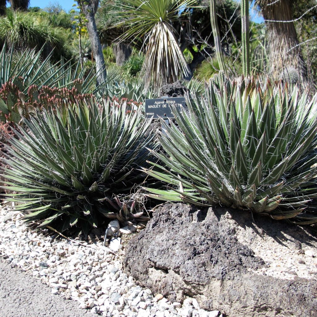 Lanka-agaave - Agave filifera